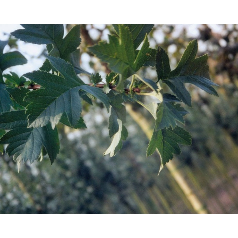 Hagtorn – Crataegus mordenensis 'Toba' - C15 6/8 180 CM Stem